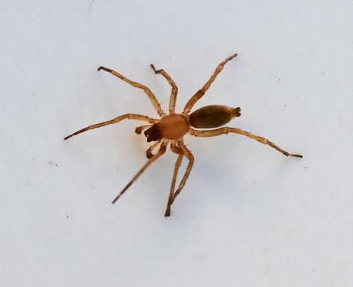 Clubiona sp.